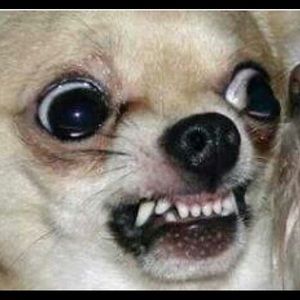 Meet your Posher, Hernan